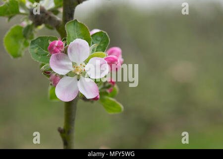 Malus domestica 'la beauté de morray'. Une cuisine écossaise ancienne fleur de pommier au printemps. UK Banque D'Images