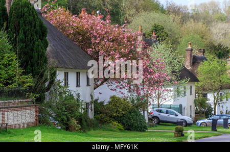 Beau village de Milton Abbas dans le Dorset, Angleterre, Royaume-Uni, GO anglais traditionnel avec des maisons d'adobe bordent la rue avec accotements gazonnés. Banque D'Images