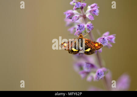 Mint papillon sur fleur de menthe cataire Banque D'Images