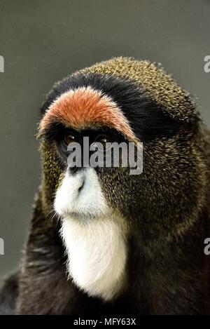 Un De Brazza's monkey Banque D'Images
