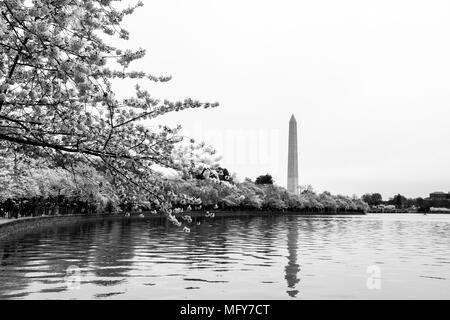 Washington Monument entouré de cerisiers en haute saison. Temps de printemps à Washington DC. Banque D'Images