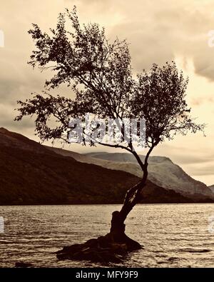 Seul arbre, le fameux arbre isolé, assis sur un tas de pierres sur les rives du Llyn Padarn. Entouré par le lac. Des collines, des montagnes, des nuages à l'arrière. Banque D'Images