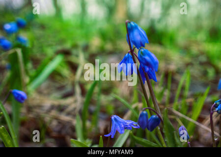 Fleurs de Printemps, la première floraison, ephemeroid plante liliacée vivace bulbifère. Squill de Sibérie, le mercure (Scilla siberica). Perce-neige sur la côte de la mer Noire du Caucase. Banque D'Images