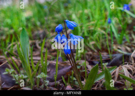 Fleurs de Printemps, la première floraison, ephemeroid plante liliacée vivace bulbifère. Squill de Sibérie, le mercure (Scilla siberica). Perce-neige sur la côte de la mer Noire du Caucase. Banque D'Images