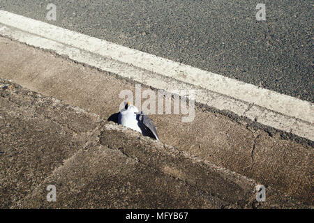 La destruction de la nature, de tuer des animaux. Voiture vs oiseaux. Seagull a frappé en voiture et se trouve sur le bord de la route. La protection des animaux, le bien-être des animaux Banque D'Images