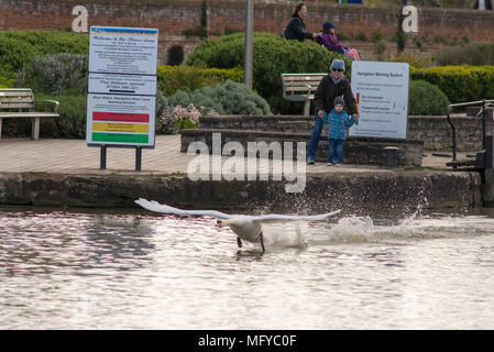 Stratford Upon Avon Warwickshire Angleterre UK 26 avril 2018 la mère et l'enfant regarder avec surprise que swan décolle Banque D'Images