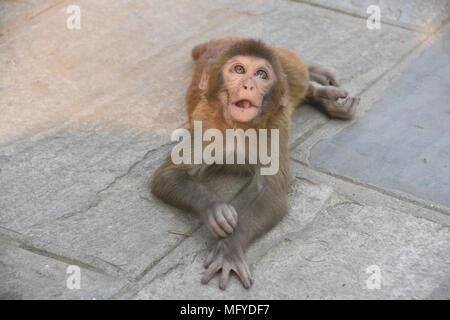 Jeune singe sur le sol à Swayambhunath Stupa, Katmandou, Népal Banque D'Images