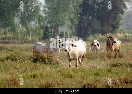 Le pâturage des vaches asiatiques on grassy green field Banque D'Images