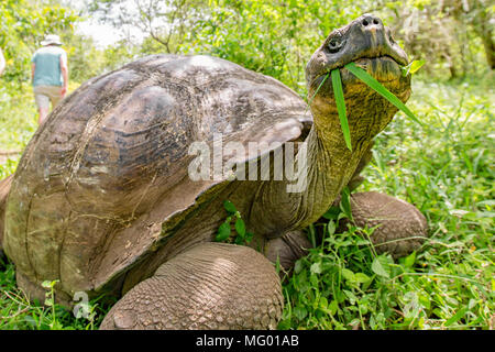 Tortue géante des Galapagos Chelonoidis nigra mange de l'herbe Banque D'Images