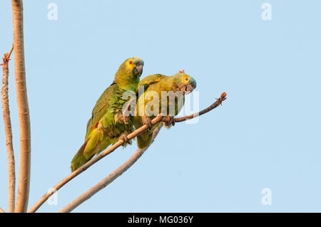 Amazone à front bleu (Amazona aestiva) paire l'accouplement dans le Pantanal au Brésil Banque D'Images