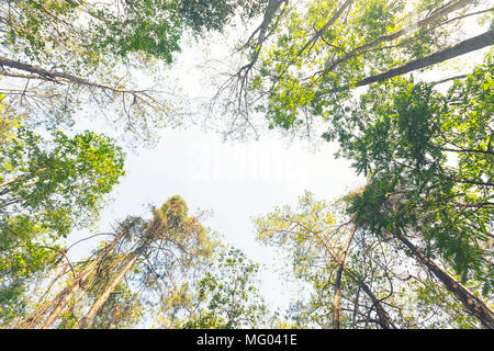 Vue de dessous de grands vieux arbres en forêt verte Banque D'Images