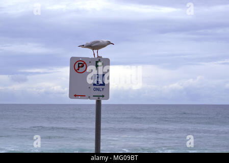 Sea Gull perché sur la "personne handicapée parking only' sign post en Australie. Aussi 'no parking sign post'. Banque D'Images