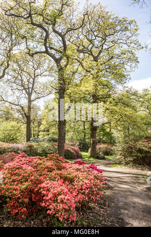 Printemps à La Isabella Plantation Parc Richmond Surry UK Banque D'Images