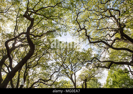 Chêne Arbre Printemps à La Isabella Plantation Parc Richmond Surry UK Banque D'Images