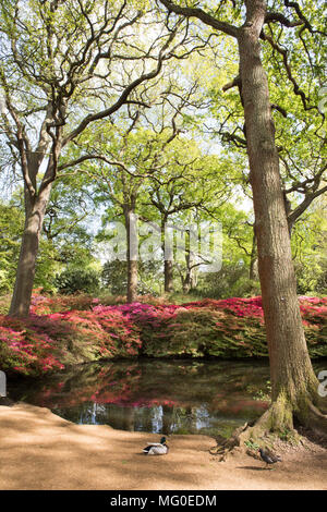 Printemps à La Isabella Plantation Parc Richmond Surry UK Banque D'Images