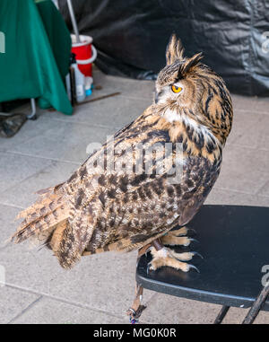 Oiseau de proie, refuge d'oiseaux Alba Falconry, Édimbourg, Écosse, Royaume-Uni. Gros plan de Bubo Bubo, hibou en captivité de l'aigle eurasien Banque D'Images