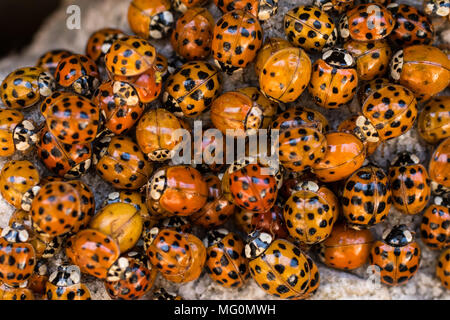 Groupe d'hivernage des coccinelles asiatiques - Harmonia axyridis Banque D'Images