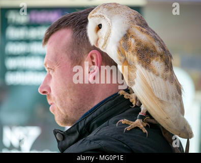 Oiseau de proie Alba Falconry stall, Écosse, Royaume-Uni. Hibou commun captif de la grange, Tyto alba, perché sur l'épaule de l'homme Banque D'Images