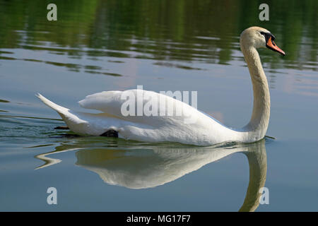 Close up of a white swan flottante avec perles d'eau dans le visage Banque D'Images