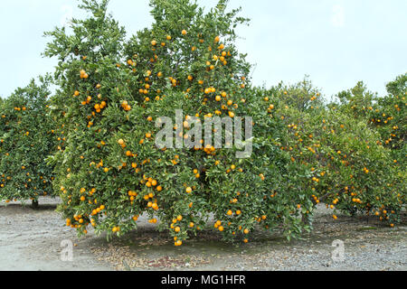 La faucheuse de maturation sur les oranges Valencia nucellaires Citrus sinensis 'arbre', début mars, Bakersfield. Banque D'Images