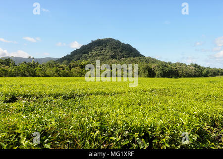 Daintree Tea Co. plantation de thé situé dans le parc national de Daintree, Far North Queensland, Queensland, Australie, FNQ Banque D'Images