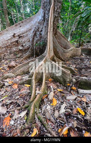 Contrefort racines d'un arbre peu profondément enracinée dans la forêt tropicale, parc national de Daintree, Far North Queensland, Queensland, Australie, FNQ Banque D'Images