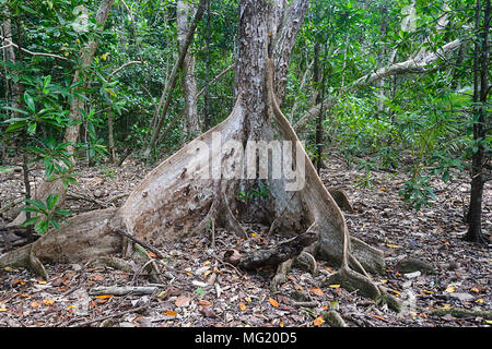 Contrefort racines d'un arbre peu profondément enracinée dans la forêt tropicale, parc national de Daintree, Far North Queensland, Queensland, Australie, FNQ Banque D'Images