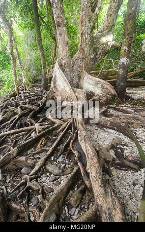 Contrefort racines d'un arbre peu profondément enracinée dans la forêt tropicale, parc national de Daintree, Far North Queensland, Queensland, Australie, FNQ Banque D'Images