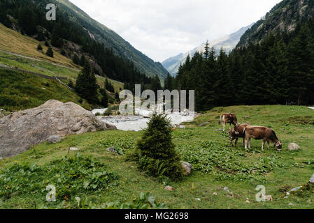 Les vaches qui paissent dans les montagnes de la vallée alpine contre Banque D'Images