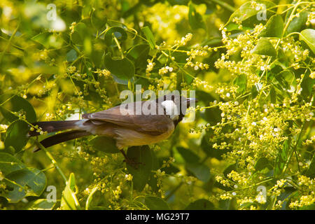 White-eared Bulbul, Pycnonotus leucotis, Little Rann of Kutch Banque D'Images