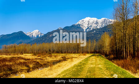 La neige a couvert la montagne Golden Ears et Edge pic constaté à partir de la digue de Pitt-Addington Marsh, dans la vallée du Fraser près de Maple Ridge (Colombie-Britannique) Banque D'Images