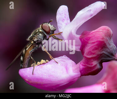 Mouche sur fleur rose Banque D'Images