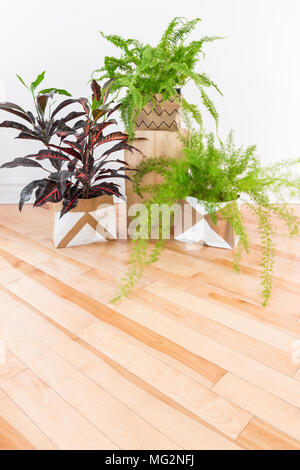 Belles plantes vertes dans une chambre avec parquet. Fougère de Boston, Asparagus et Croton plante. L'espace pour le texte. Banque D'Images