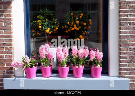 Fleurs de jacinthes roses et fruits orange en pot sur un rebord de fenêtre, vue sur la rue. Banque D'Images