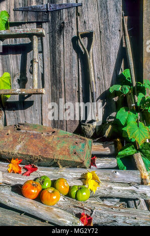 Encore une saison de la vie de l'abri de jardin patiné avec de vieux outils, feuilles colorées et quelques tomates de Plainfield, New Hampshire, USA. Banque D'Images