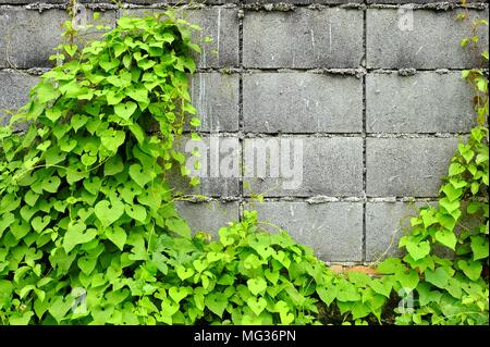 Feuilles sur fond de mur de béton. Banque D'Images