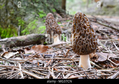 L'un noir Morel ou Morchella conica en premier plan et une autre en arrière-plan dans l'habitat naturel sur le sol de la forêt mixte Banque D'Images