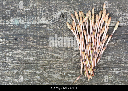 Tas de tiges fertiles de prêle Equisetum ou serpent ou herbe, ou Puzzlegrass sur fond de bois sombre, vieux, plante curative atteindre en sélénium, harv Banque D'Images