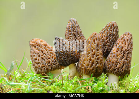 Grand groupe de six belles et saines de spécimen ou Morel noire Morchella conica champignons dans une mousse contre blured, fond vert with copy space Banque D'Images