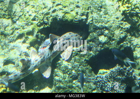 Requin épaulette (Hemiscyllium ocellatum) Banque D'Images