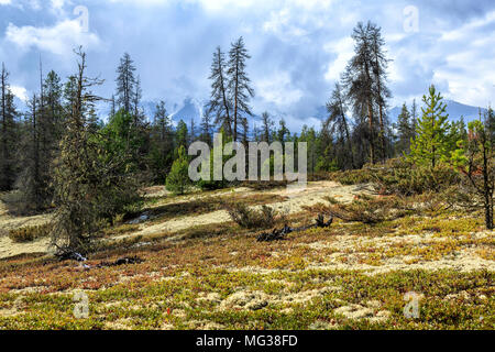 Le Parc Provincial de Jackman Flats, BC, Canada Banque D'Images