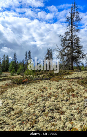 Le Parc Provincial de Jackman Flats, BC, Canada Banque D'Images