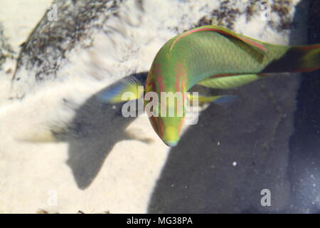 Lune verte juvénile undulatus dans Rockpool (Thalassoma Lutescens) Banque D'Images