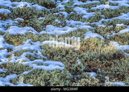 Le Parc Provincial de Jackman Flats, BC, Canada Banque D'Images