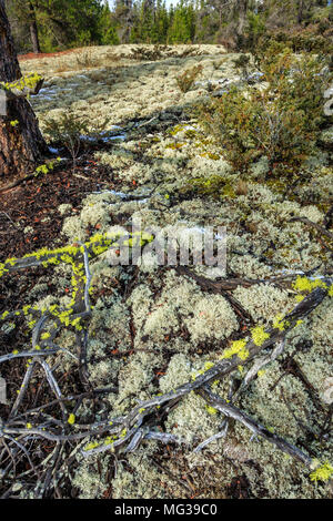 Le Parc Provincial de Jackman Flats, BC, Canada Banque D'Images