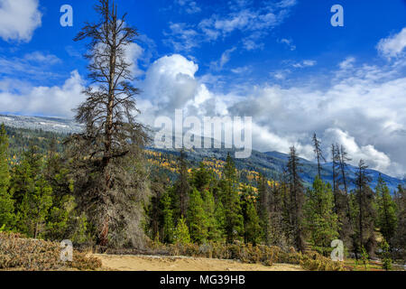 Le Parc Provincial de Jackman Flats, BC, Canada Banque D'Images