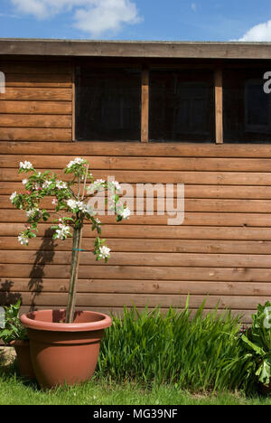 Patio Apple Tree Banque D'Images