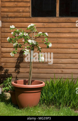 Patio Apple Tree Banque D'Images