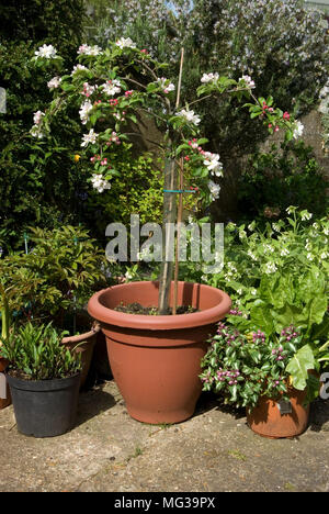 Patio Apple Tree Banque D'Images