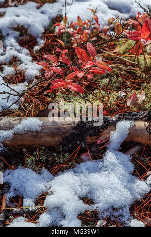 Le Parc Provincial de Jackman Flats, BC, Canada Banque D'Images